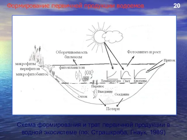 Схема формирования и трат первичной продукции в водной экосистеме (по: Страшкраба,
