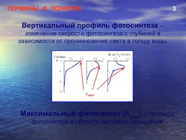 ТЕРМИНЫ И ПОНЯТИЯ 3 Вертикальный профиль фотосинтеза – изменение скорости фотосинтеза