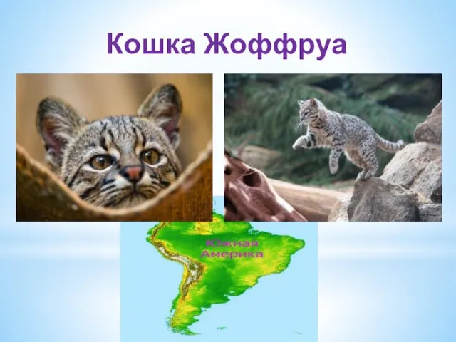 Кошка Жоффруа