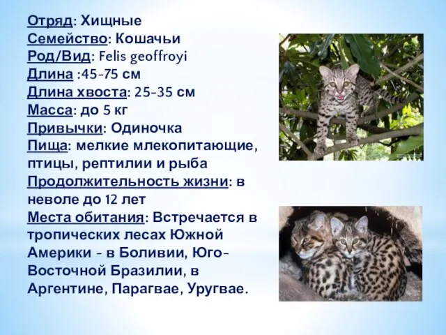 Отряд: Хищные Семейство: Кошачьи Род/Вид: Felis geoffroyi Длина :45-75 см Длина
