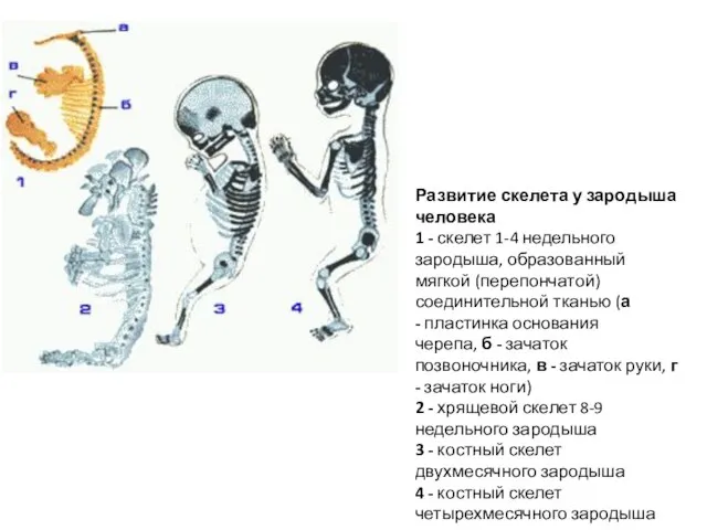 Развитие скелета у зародыша человека 1 - скелет 1-4 недельного зародыша,