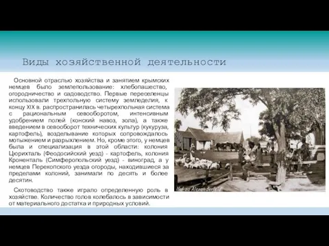 Виды хозяйственной деятельности Основной отраслью хозяйства и занятием крымских немцев было