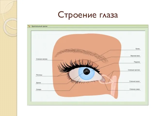 Строение глаза