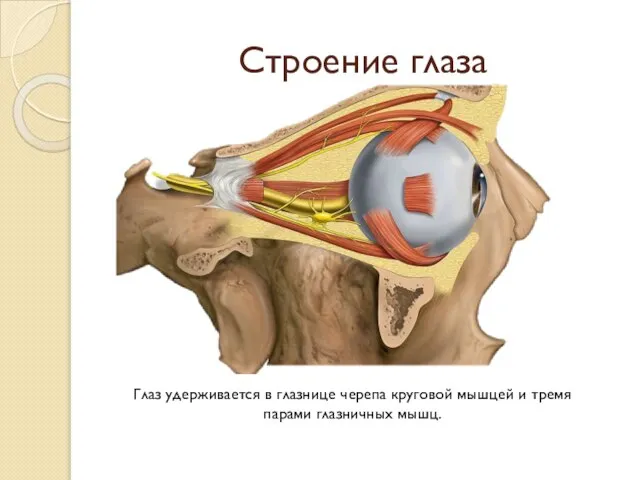 Строение глаза Глаз удерживается в глазнице черепа круговой мышцей и тремя парами глазничных мышц.