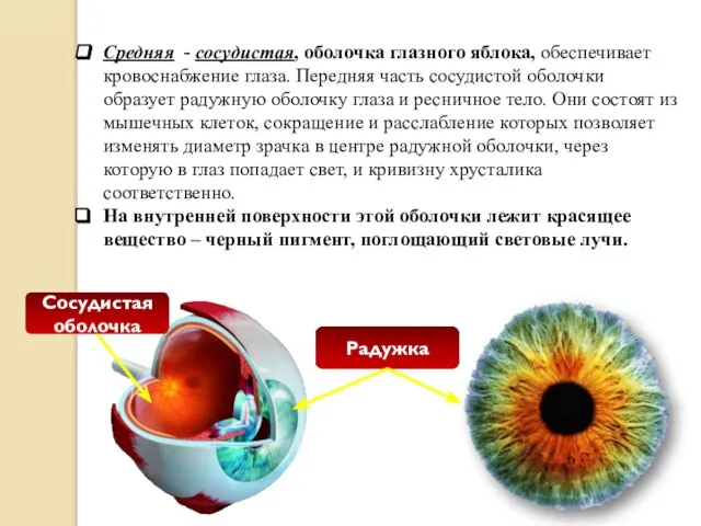 Средняя - сосудистая, оболочка глазного яблока, обеспечивает кровоснабжение глаза. Передняя часть