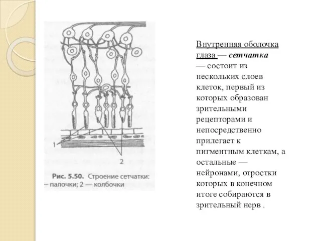 Внутренняя оболочка глаза — сетчатка — состоит из нескольких слоев клеток,