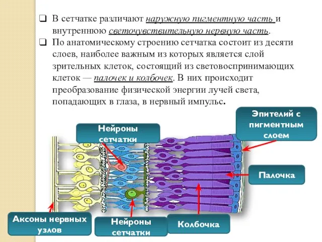 В сетчатке различают наружную пигментную часть и внутреннюю светочувствительную нервную часть.