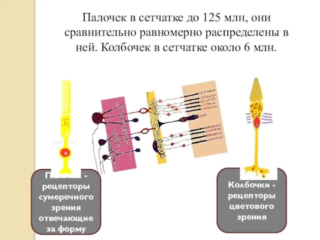 Колбочки - рецепторы цветового зрения Палочки - рецепторы сумеречного зрения отвечающие