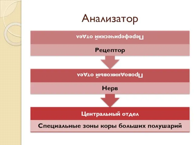 Анализатор