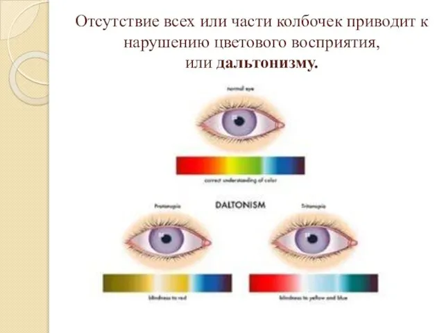 Отсутствие всех или части колбочек приводит к нарушению цветового восприятия, или дальтонизму.