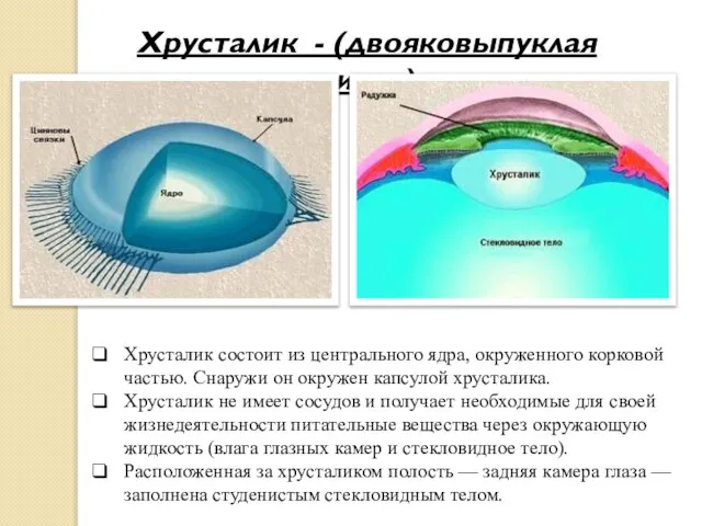 Хрусталик - (двояковыпуклая линза) Хрусталик состоит из центрального ядра, окруженного корковой