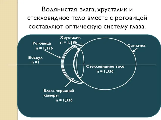 Стекловидное тело n = 1,336 Сетчатка Хрусталик n = 1,386 Влага