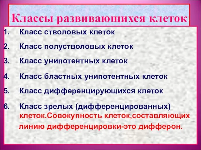 Классы развивающихся клеток Класс стволовых клеток Класс полустволовых клеток Класс унипотентных