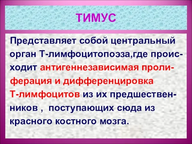 ТИМУС Представляет собой центральный орган Т-лимфоцитопоэза,где проис- ходит антигеннезависимая проли- ферация