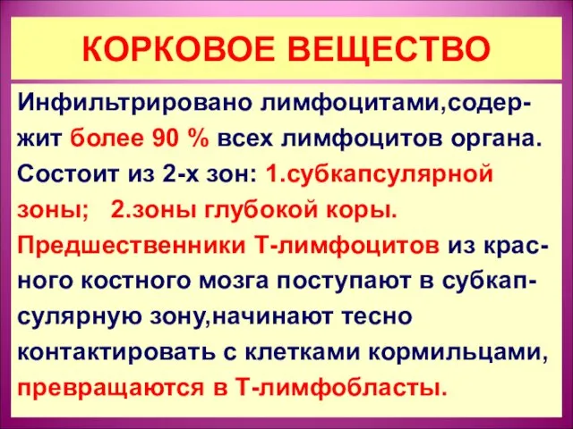 КОРКОВОЕ ВЕЩЕСТВО Инфильтрировано лимфоцитами,содер- жит более 90 % всех лимфоцитов органа.