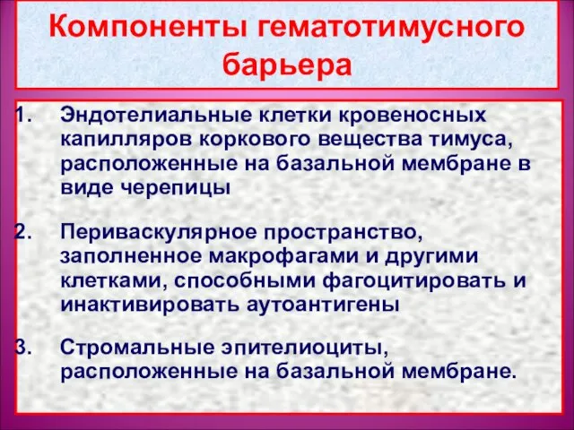 Компоненты гематотимусного барьера Эндотелиальные клетки кровеносных капилляров коркового вещества тимуса, расположенные