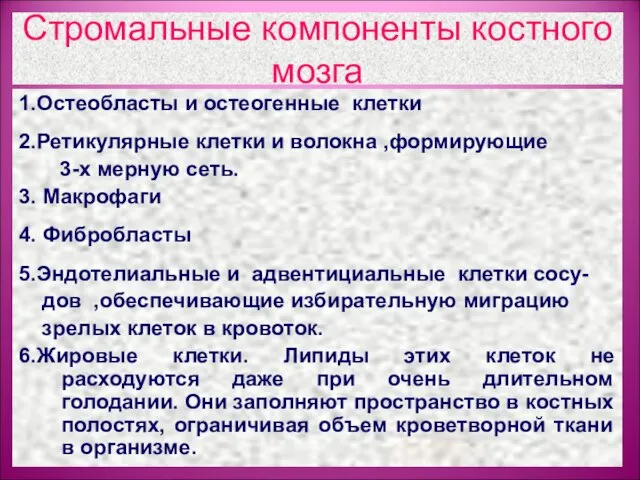 Стромальные компоненты костного мозга 1.Остеобласты и остеогенные клетки 2.Ретикулярные клетки и