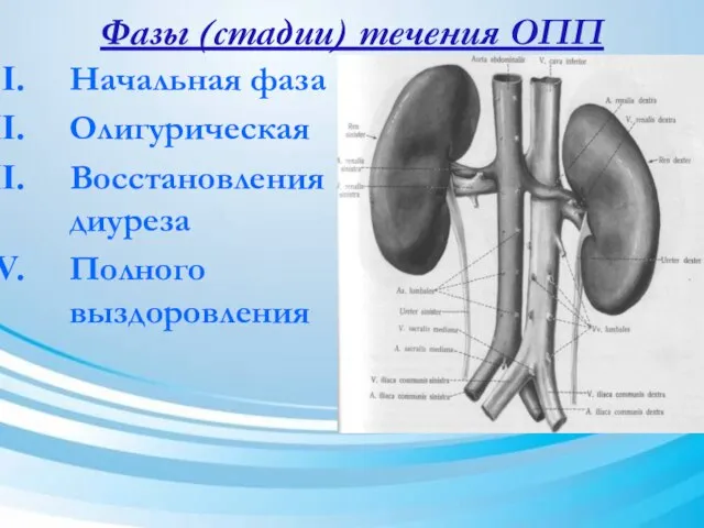 Фазы (стадии) течения ОПП Начальная фаза Олигурическая Восстановления диуреза Полного выздоровления