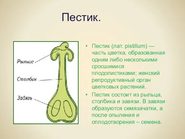 Пестик. Пестик (лат. pistillum) — часть цветка, образованная одним либо несколькими