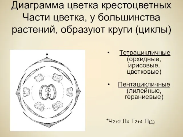 Диаграмма цветка крестоцветных Части цветка, у большинства растений, образуют круги (циклы)