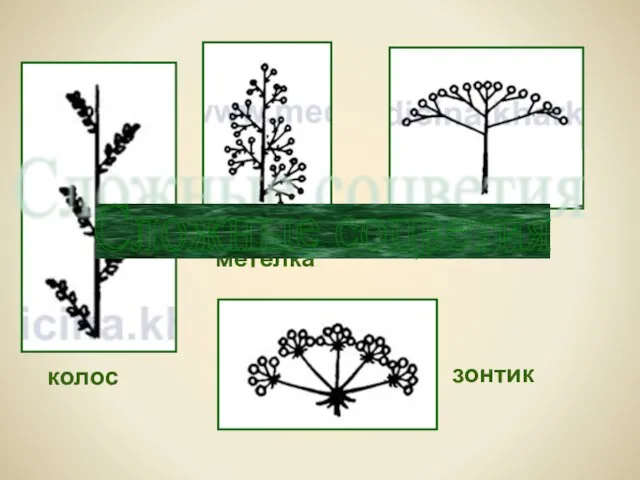 метелка щиток колос зонтик Сложные соцветия