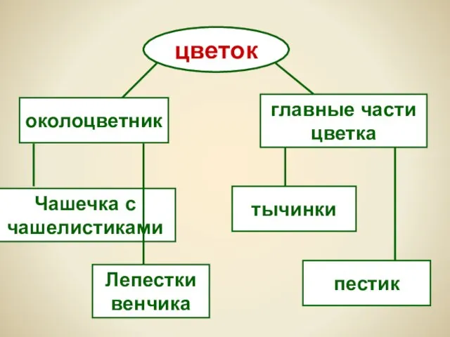 цветок околоцветник главные части цветка Лепестки венчика Чашечка с чашелистиками тычинки пестик