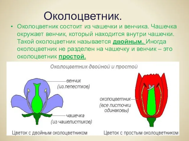 Околоцветник. Околоцветник состоит из чашечки и венчика. Чашечка окружает венчик, который