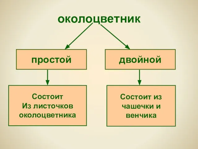 околоцветник простой двойной Состоит Из листочков околоцветника Состоит из чашечки и венчика