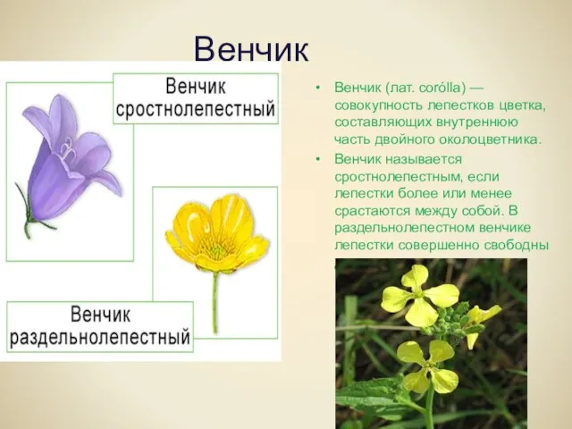Венчик Венчик (лат. corólla) — совокупность лепестков цветка, составляющих внутреннюю часть