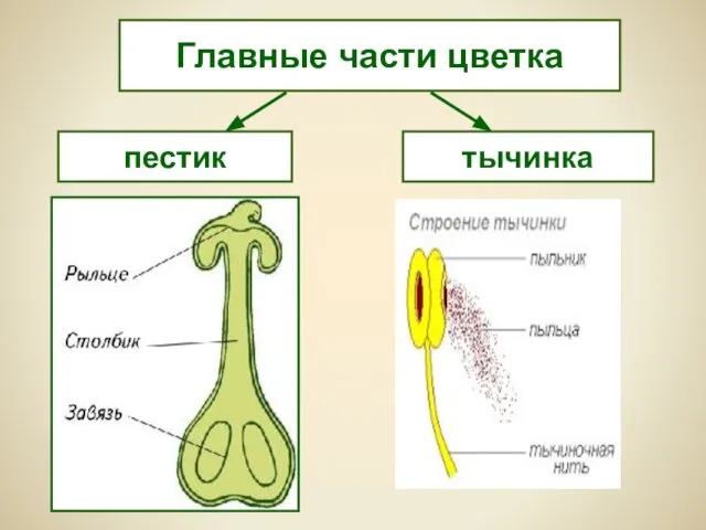 пестик тычинка Главные части цветка