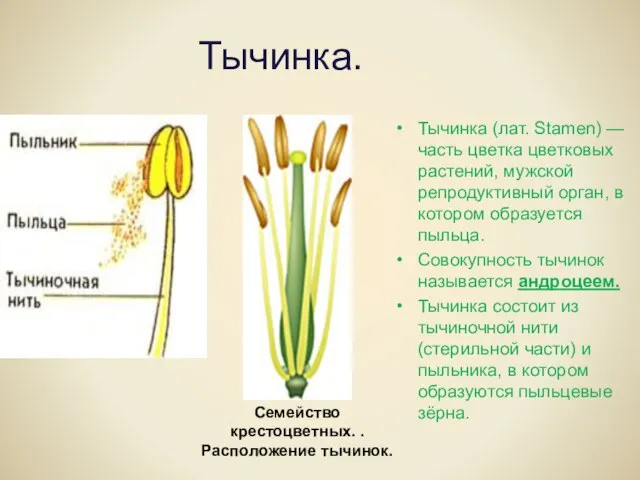 Тычинка. Тычинка (лат. Stamen) — часть цветка цветковых растений, мужской репродуктивный