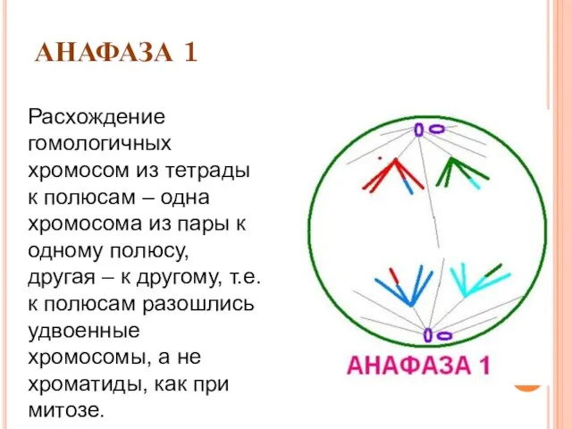 АНАФАЗА 1 Расхождение гомологичных хромосом из тетрады к полюсам – одна