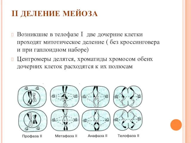 Возникшие в телофазе I две дочерние клетки проходят митотическое деление (