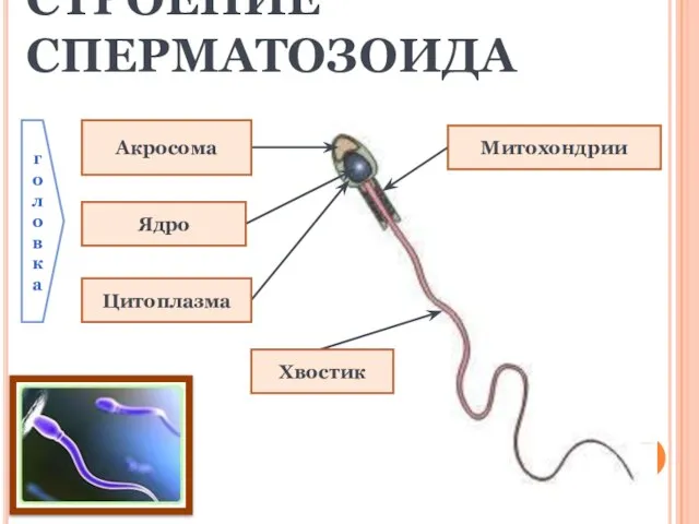 СТРОЕНИЕ СПЕРМАТОЗОИДА Акросома Ядро Митохондрии Цитоплазма Хвостик головка