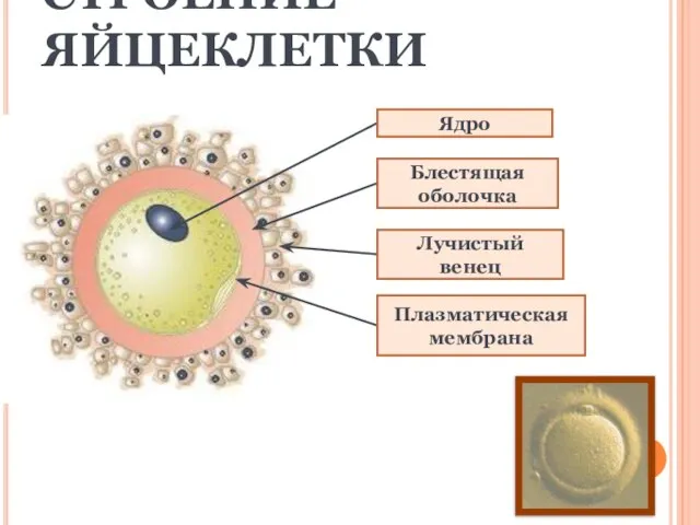 СТРОЕНИЕ ЯЙЦЕКЛЕТКИ Ядро Блестящая оболочка Плазматическая мембрана Лучистый венец