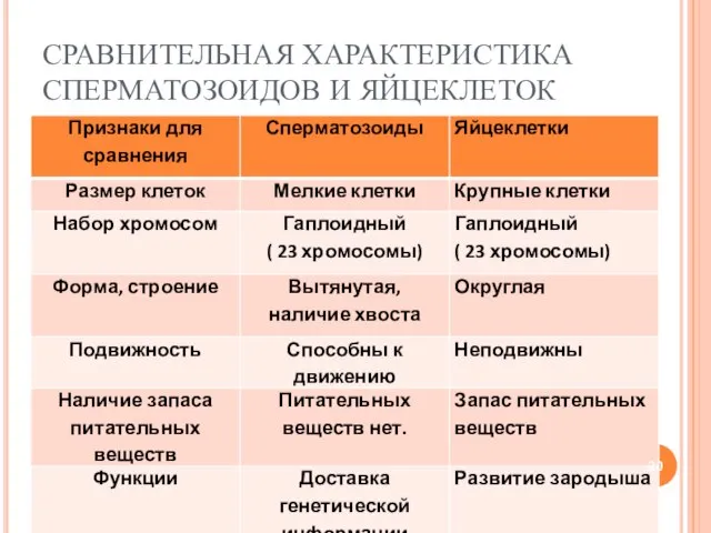 СРАВНИТЕЛЬНАЯ ХАРАКТЕРИСТИКА СПЕРМАТОЗОИДОВ И ЯЙЦЕКЛЕТОК