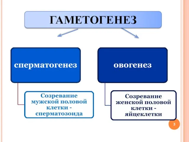 ГАМЕТОГЕНЕЗ