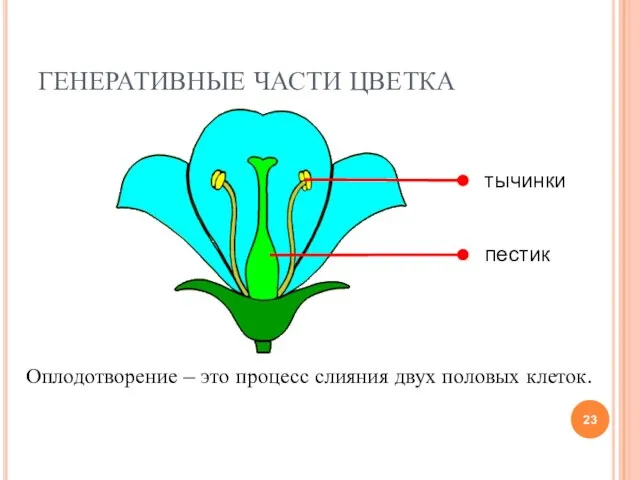 ГЕНЕРАТИВНЫЕ ЧАСТИ ЦВЕТКА Оплодотворение – это процесс слияния двух половых клеток.