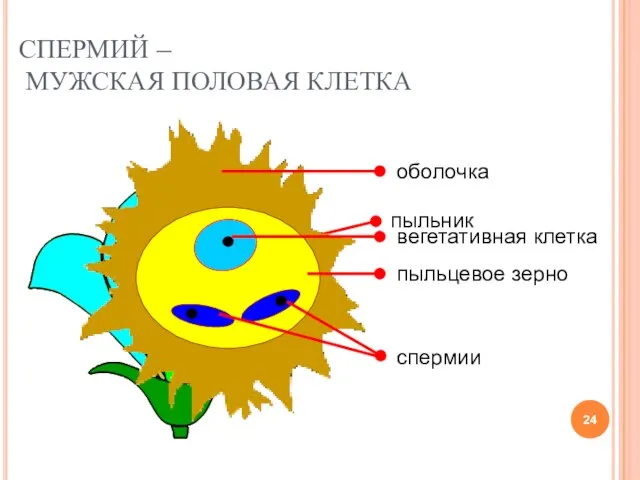 СПЕРМИЙ – МУЖСКАЯ ПОЛОВАЯ КЛЕТКА