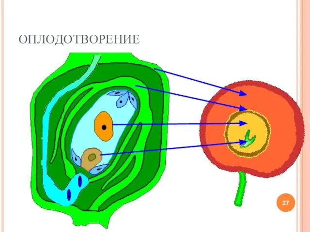 ОПЛОДОТВОРЕНИЕ