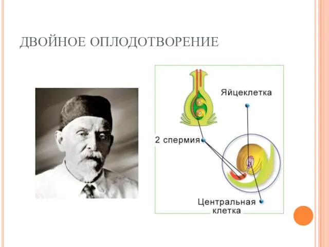 ДВОЙНОЕ ОПЛОДОТВОРЕНИЕ