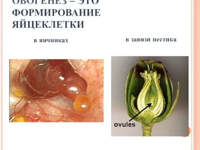 ОВОГЕНЕЗ – ЭТО ФОРМИРОВАНИЕ ЯЙЦЕКЛЕТКИ в яичниках в завязи пестика