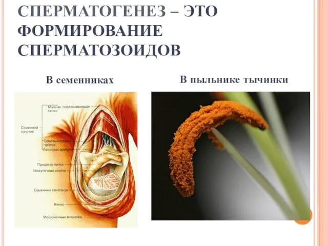 СПЕРМАТОГЕНЕЗ – ЭТО ФОРМИРОВАНИЕ СПЕРМАТОЗОИДОВ В семенниках В пыльнике тычинки