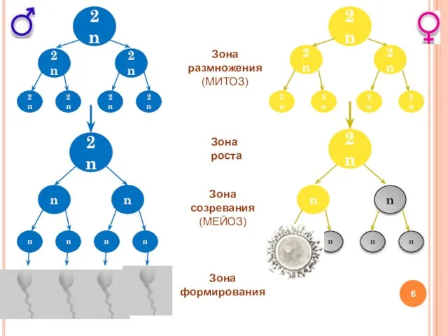 2n n n n n n n Зона размножения (МИТОЗ) Зона