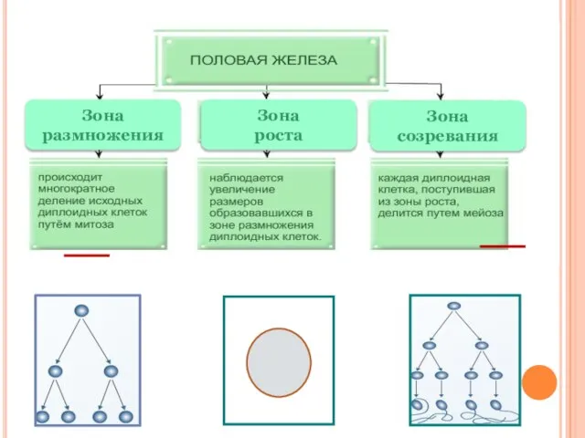 Зона размножения Зона роста Зона созревания