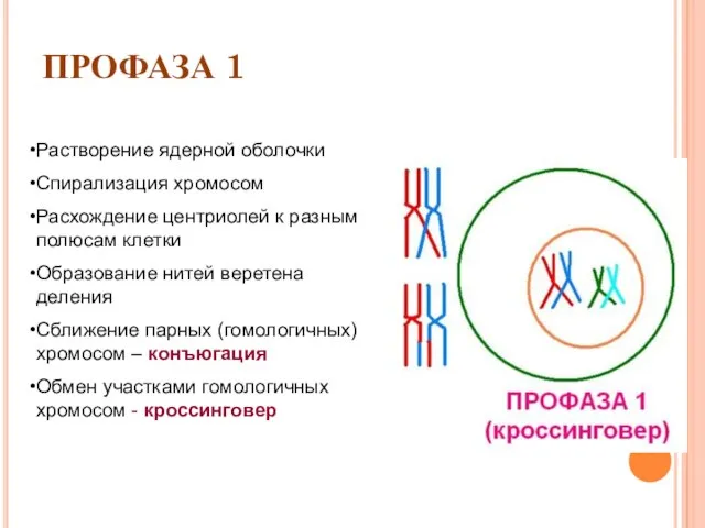 ПРОФАЗА 1 Растворение ядерной оболочки Спирализация хромосом Расхождение центриолей к разным