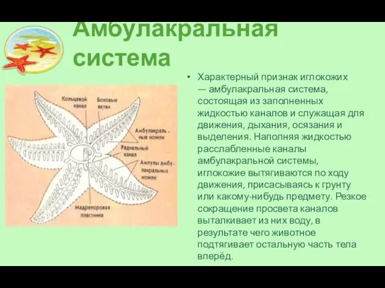 Амбулакральная система Характерный признак иглокожих — амбулакральная система, состоящая из заполненных