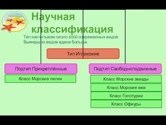 Научная классификация Класс Морские звезды Класс Морские лилии Класс Морские ежи