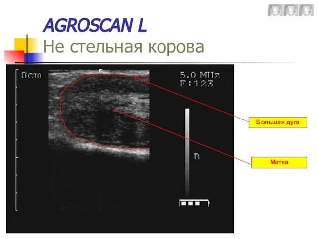 AGROSCAN L Не стельная корова Большая дуга Матка