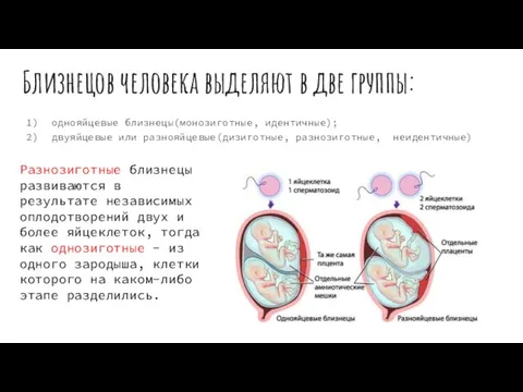 Близнецов человека выделяют в две группы: однояйцевые близнецы(монозиготные, идентичные); двуяйцевые или